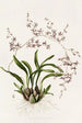Oncidium Incurvum - James Bateman — Ansicht des Kunstwerks