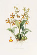 Oncidium Insleayii - James Bateman — Ansicht des Kunstwerks