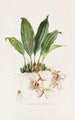 Stanhopea Martiana - James Bateman — Ansicht des Kunstwerks