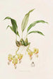 Stanhopea Saccata - James Bateman — Ansicht des Kunstwerks