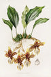 Stanhopea Tigrina - James Bateman — Ansicht des Kunstwerks