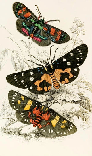 James Duncan - Agarista picta Eusemia lectrix Eusemia maculatrix.webp