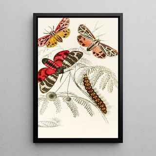 James Duncan - Arctia Hebe Spilosoma Arge Spilosoma aerea Spilosoma Virgo.webp