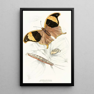 James Duncan - Arpidea Chorinaea.webp