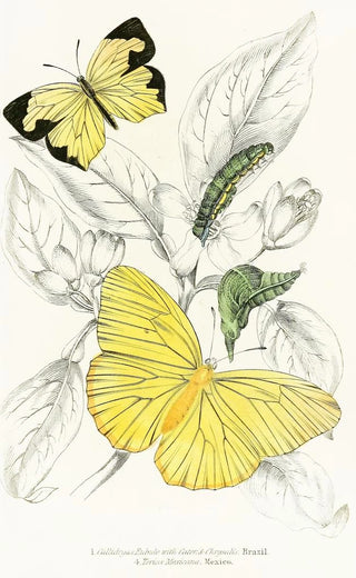 James Duncan - Callidryas Eubule Terias Mexicana.webp