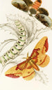 Ceratocampa imperialis Harpyia Banksiae - James Duncan — Ansicht des Kunstwerks