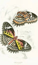 Cethosia Cyane - James Duncan — Ansicht des Kunstwerks