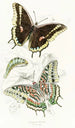 Charaxes Jasius - James Duncan — Ansicht des Kunstwerks