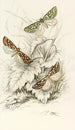 Dichroma equestralis Dichroma histrionalis Dichroma arcualis - James Duncan — Ansicht des Kunstwerks