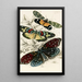 Eterusia tricolor Erasmia pulchella Amesia sanguiflua - James Duncan — gerahmtes Bild an der Wand