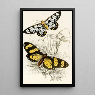 James Duncan - Heleona fenestrata Anthomyza Tiresia.webp