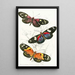 Heliconia Erato Heliconia Cynisca Heliconia Sylvana - James Duncan — gerahmtes Bild an der Wand