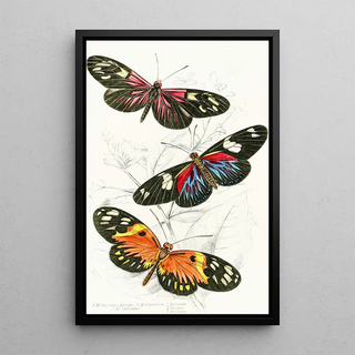 James Duncan - Heliconia Erato Heliconia Cynisca Heliconia Sylvana.webp