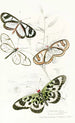 Heliconia Flora Heliconia Diaphana Acraea Pasiphae - James Duncan — Ansicht des Kunstwerks