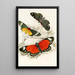 Hypercampa Sybaris Callimorpha Helcita Callimorpha Phileta - James Duncan — gerahmtes Bild an der Wand