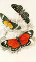 Hypercampa Sybaris Callimorpha Helcita Callimorpha Phileta - James Duncan — Ansicht des Kunstwerks