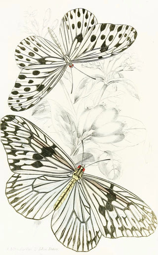 James Duncan - Idea AgeliaIdea Daos.webp