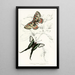 Leptocircus Curius Thais Medesicaste - James Duncan — gerahmtes Bild an der Wand