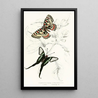 James Duncan - Leptocircus CuriusThais Medesicaste.webp