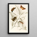 Limacodes Cippus Ecnomidea Pithecium - James Duncan — gerahmtes Bild an der Wand
