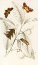 Limacodes Cippus Ecnomidea Pithecium - James Duncan — Ansicht des Kunstwerks