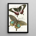 Papilio Ascanius Pap Paris - James Duncan — gerahmtes Bild an der Wand