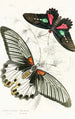 Papilio Memnon Pap Aeneas - James Duncan — Ansicht des Kunstwerks