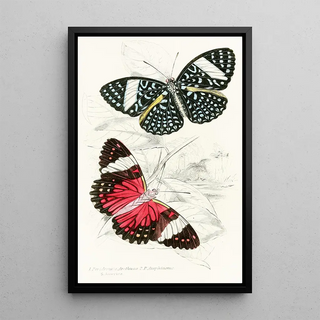 James Duncan - Peridromia Arethusa Peridromia Amphinome.webp