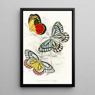 James Duncan - Pieris Epicharis Pieris Philyra.webp