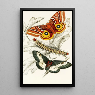 James Duncan - Saturnia Maia Aglia Io.webp