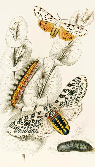 James Duncan - Spilosoma aerea Arctia oculatissima.webp