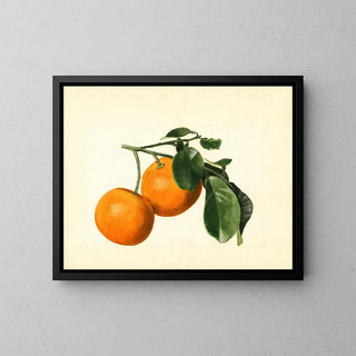 James Marion Shull - Citrus aurantium Sour x 23.webp