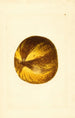 Citrus grandis - James Marion Shull — Ansicht des Kunstwerks