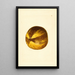 Citrus grandis - James Marion Shull — gerahmtes Bild an der Wand