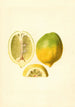 Citrus limon - James Marion Shull — Ansicht des Kunstwerks