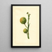 Citrus paradisi - James Marion Shull — gerahmtes Bild an der Wand