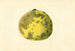 Citrus paradisi Pomelo - James Marion Shull — Ansicht des Kunstwerks