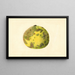 Citrus paradisi Pomelo - James Marion Shull — gerahmtes Bild an der Wand