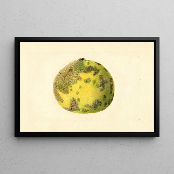 James Marion Shull - Citrus paradisi Pomelo.webp