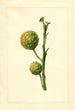 Citrus paradisi - James Marion Shull — Ansicht des Kunstwerks