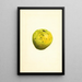 Cydonia oblonga - James Marion Shull — gerahmtes Bild an der Wand