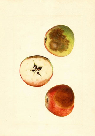 James Marion Shull - Malus domestica Ben Davis.webp
