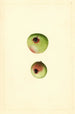 Malus domestica Gano - James Marion Shull — Ansicht des Kunstwerks