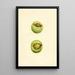 Malus domestica Grimes - James Marion Shull — gerahmtes Bild an der Wand