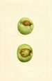 Malus domestica Grimes - James Marion Shull — Ansicht des Kunstwerks