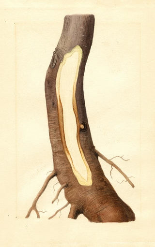 James Marion Shull - Malus domestica Maiden Blush.webp