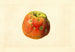 Malus domestica Smith Cider - James Marion Shull — Ansicht des Kunstwerks