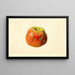 Malus domestica Smith Cider - James Marion Shull — gerahmtes Bild an der Wand