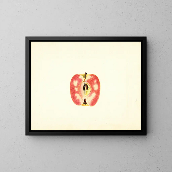 Apfel domestique Surprise - James Marion Shull — gerahmtes Bild an der Wand
