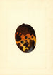 Mangifera indica Fernandez - James Marion Shull — Ansicht des Kunstwerks